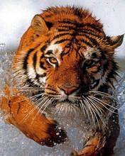 pic for Bathing tiger